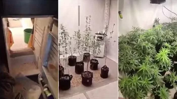 VÍDEO: Polícia do Peru descobre plantação de maconha atrás de porta de geladeira