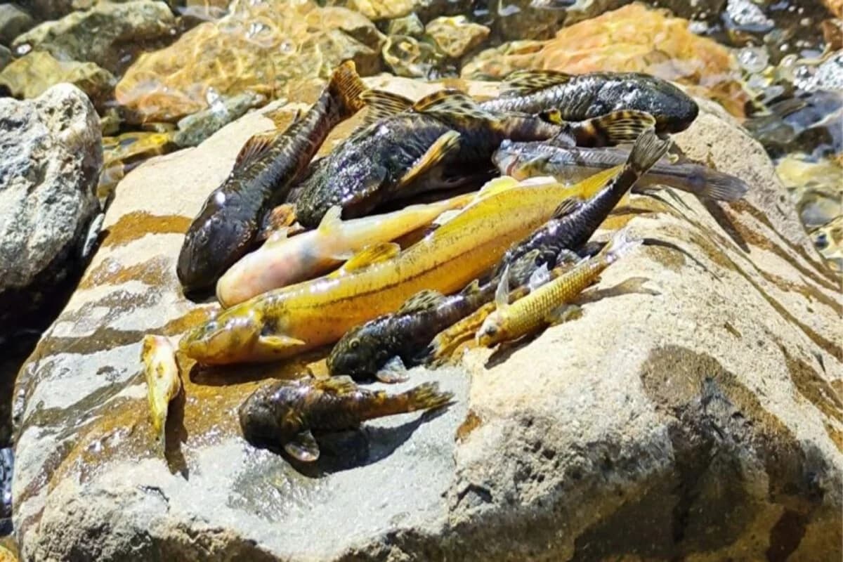 Peixes mortos são encontrados em rio contaminado em Joinville, Santa Catarina