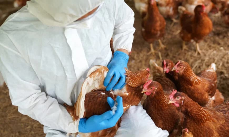 Mulher morre na China por combinação de cepas de gripe aviária