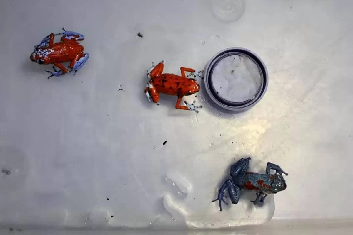 VÍDEO: Brasileira é presa na Colômbia com 130 sapos venenosos na mala