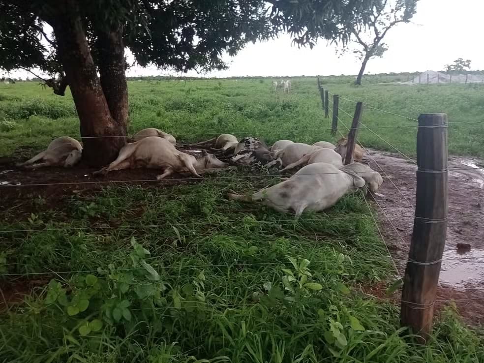 Raio mata 11 vacas em fazenda no sudeste do Tocantins