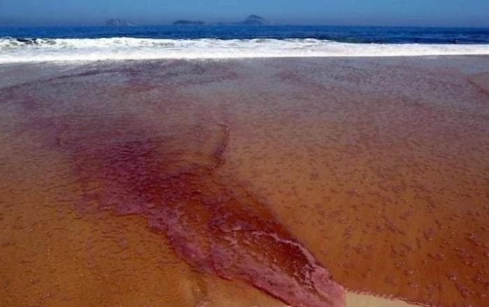 Maré vermelha: mais de 240 pessoas dão entrada em hospital com suspeita de intoxicação em Alagoas