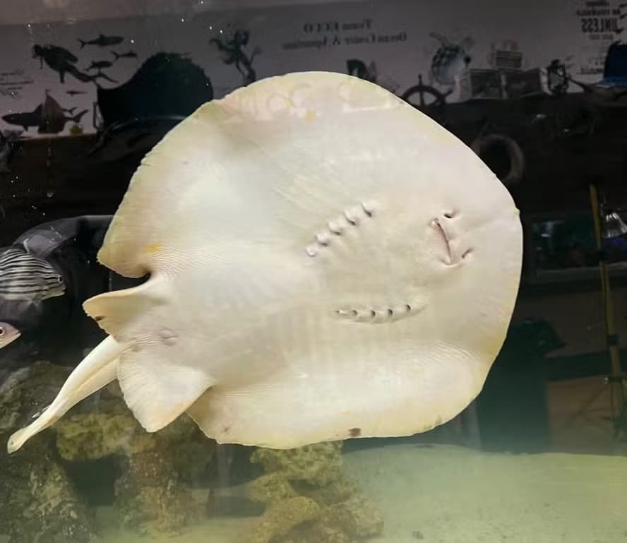 Arraia “virgem” aparece grávida e faz sucesso em aquário dos EUA