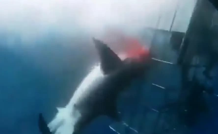 VÍDEO: Tubarão ataca mergulhadores em gaiola e acaba morrendo