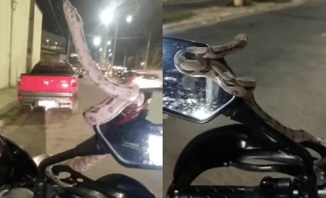 VÍDEO: Motociclista é surpreendido por cobra em Teresina