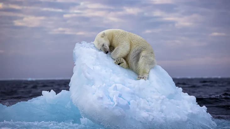 Urso polar dormindo em iceberg ganha concurso fotográfico