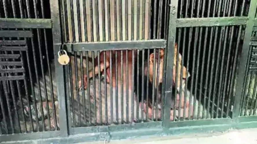 Homem morre após entrar em jaula de leão para tirar selfie