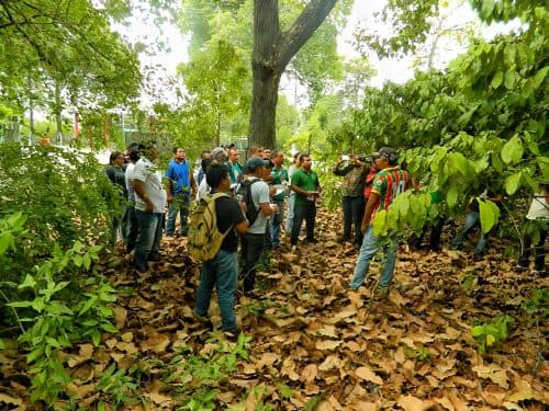 Instituto Amazônia Livre propõe soluções baseadas na natureza para gerar emprego e renda no AM