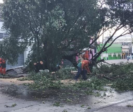Árvore tomba no meio da rua durante chuva intensa no Centro de Manaus