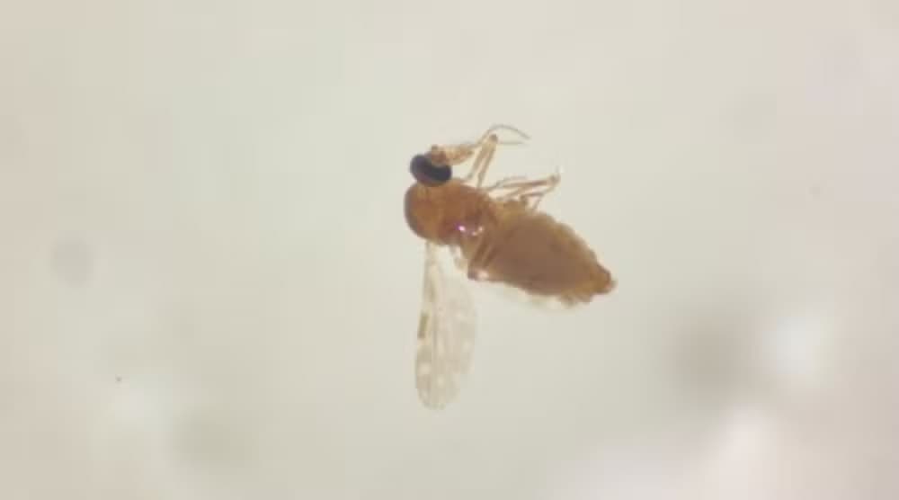 Casos de febre Oropouche triplicam no AM em relação a 2023; saiba mais sobre doença