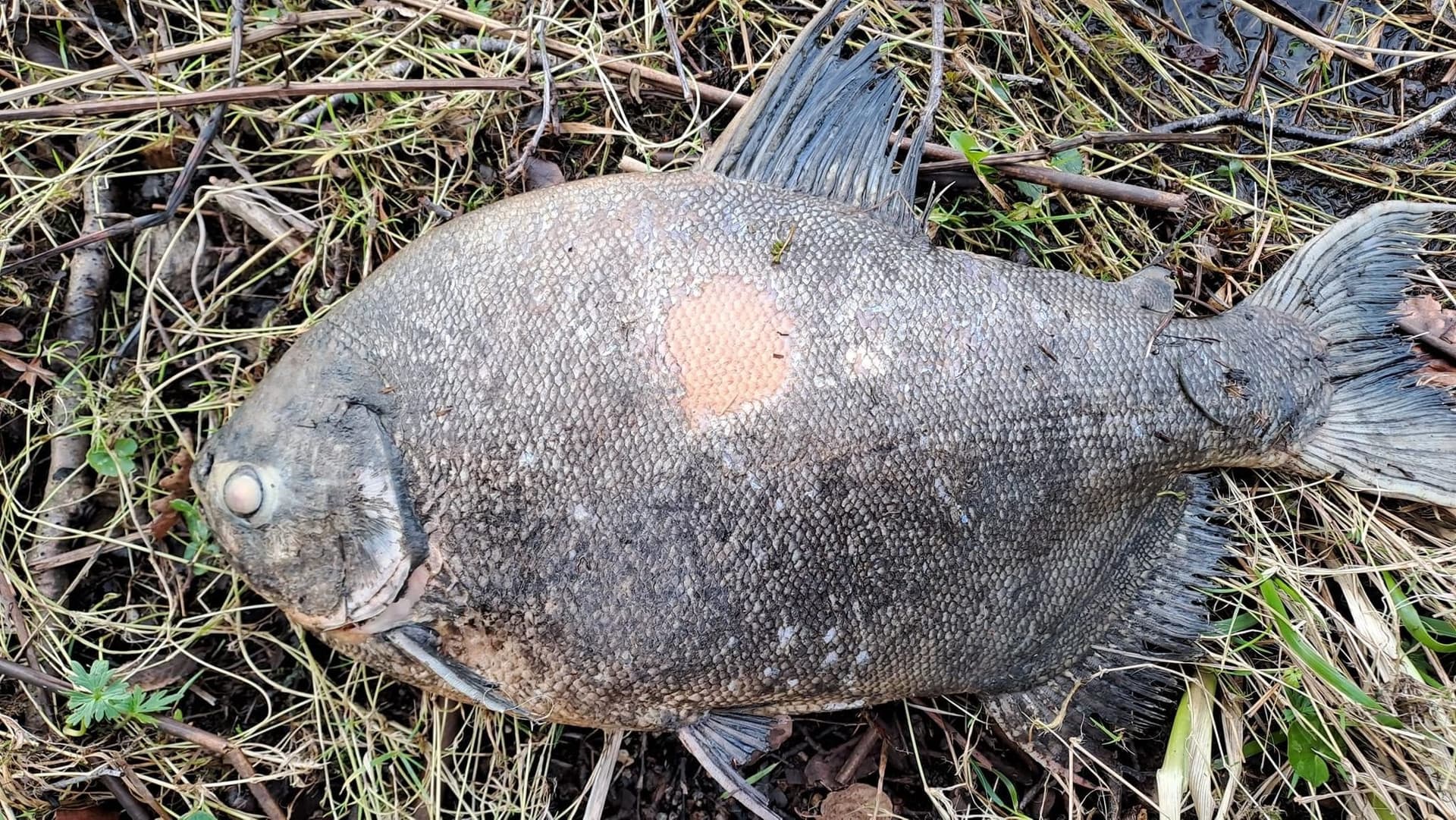 Pacu, peixe nativo da Amazônia, é encontrado em um lago da Irlanda