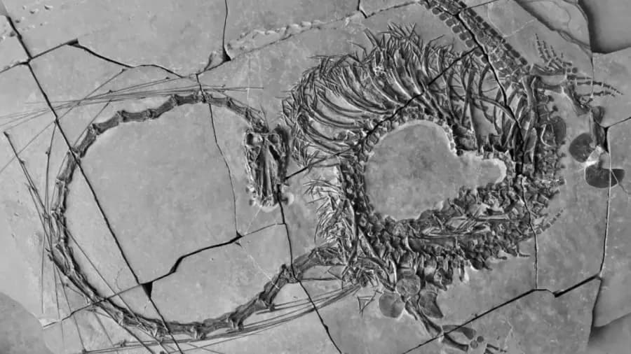Paleontólogos revelam réptil de 240 milhões de anos comparado a dragão chinês