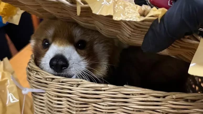 Mais de 80 animais são resgatados no aeroporto de Bangkok