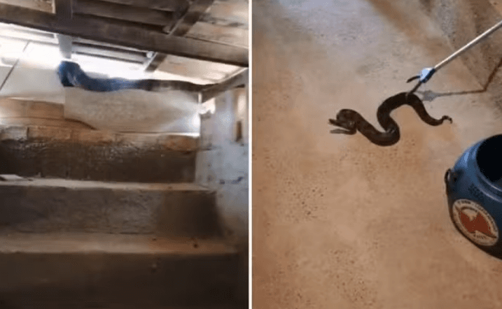 Jiboia de quase 2 metros é encontrada em telhado de casa, em GO