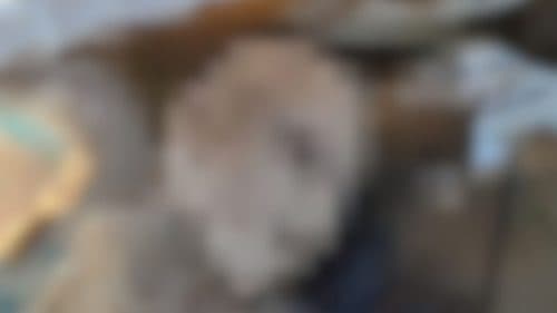 VÍDEOS: Cabeça humana encontrada na orla da Feira Manaus Moderna foi confundida com boneco