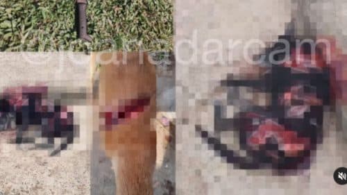 VÍDEO: Cachorro é esfaqueado e esquartejado no interior do AM