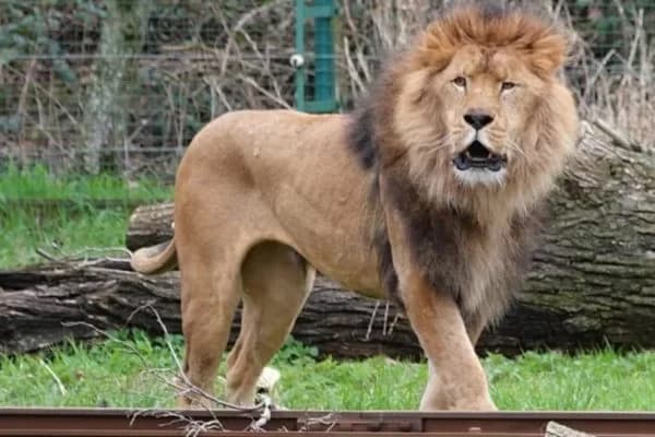 Leão arranca pescoço de leoa durante acasalamento em zoo