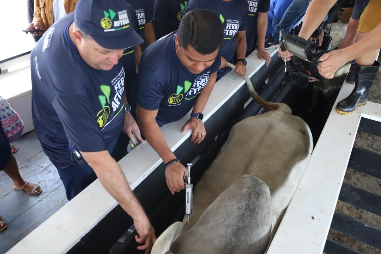 Governo do Amazonas inicia primeira etapa da última campanha de vacinação contra febre aftosa