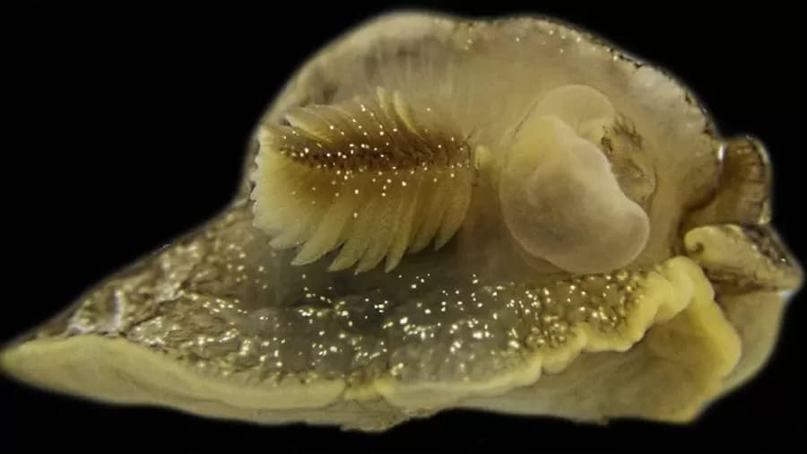 Misteriosa criatura marinha luminosa é descoberta por cientistas na costa do Reino Unido