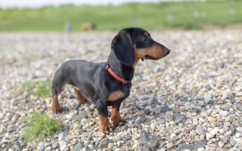 Cães ‘salsichas’ podem ser banidos da Alemanha com projeto de lei, diz associação de criadores