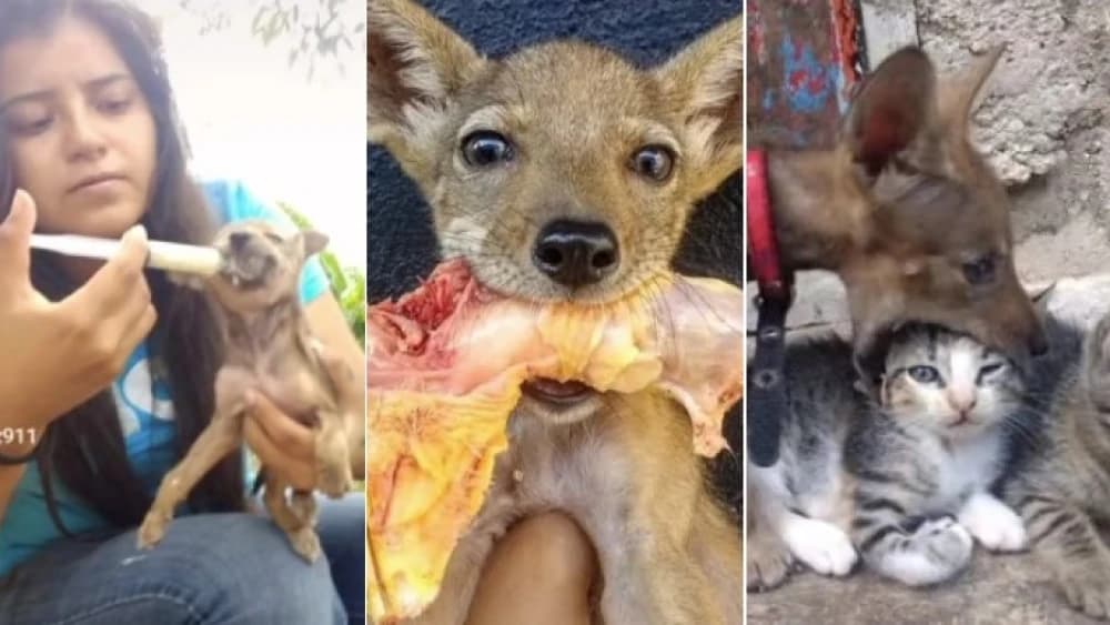 VÍDEO: Mulher cria animal selvagem pensando ser filhote de cachorro, no México