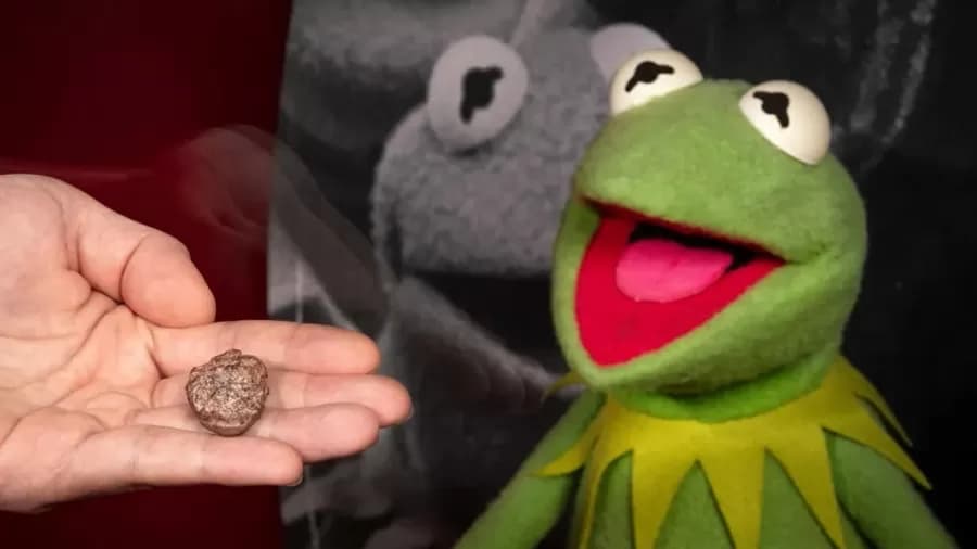Nos EUA, personagem da série Muppets inspira nome de fóssil de 270 milhões de anos