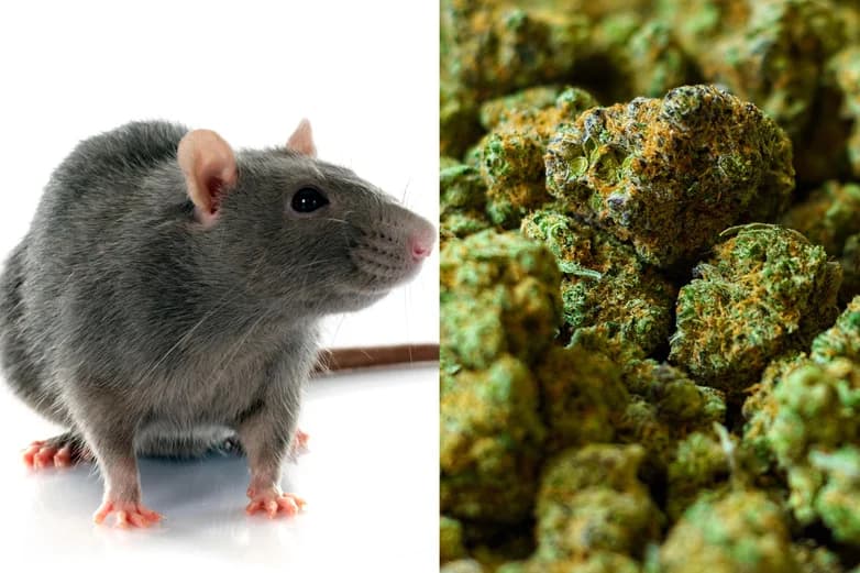 Nos EUA, ratos comem maconha da sala de provas da polícia: “Estão todos chapados”