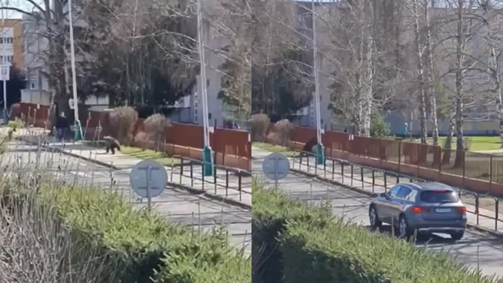 VÍDEO: Urso fere cinco pessoas em cidade turística da Eslováquia