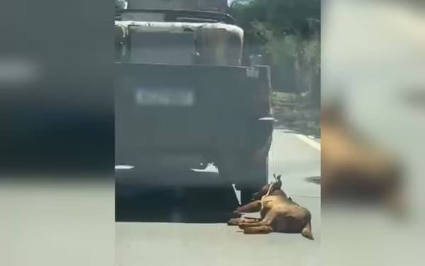 VÍDEO: Cachorro é amarrado por corda e arrastado por carro em Goiás