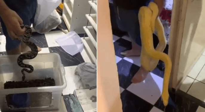 VÍDEOS: PF encontra 60 serpentes com homem no interior de SP