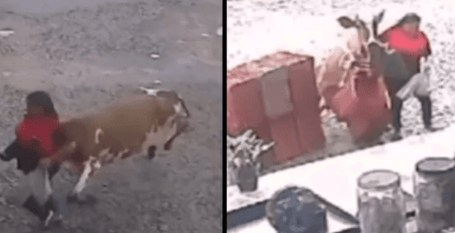 VÍDEO: Vaca atropela mulher e invade mercado em Minas Gerais