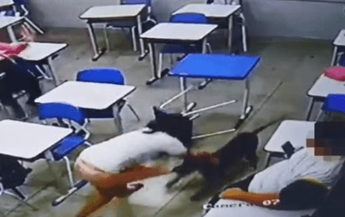 VÍDEO: Adolescente é atacada por cachorro dentro de sala de aula em escola de Goiás