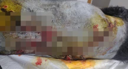 Mulher joga soda cáustica em cachorro e é presa em SP