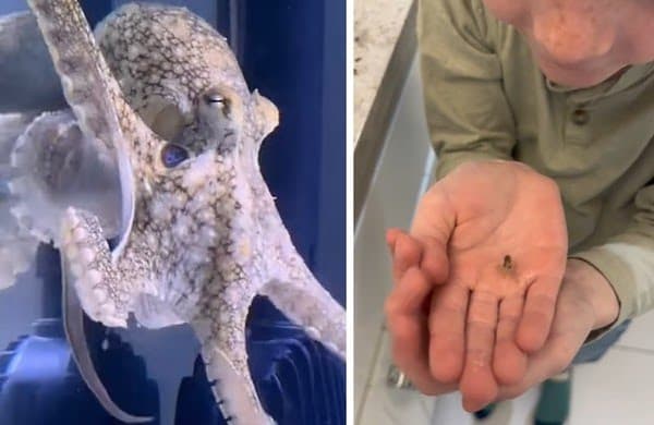 Nos EUA, família leva susto após polvo de estimação dar luz a 50 filhotes; entenda