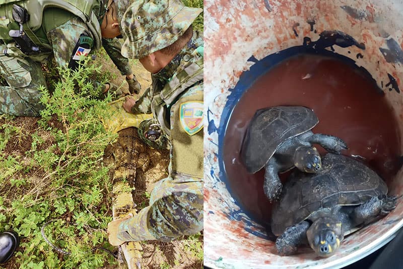 Em Manaus, animais silvestres são resgatados após denúncia anônima