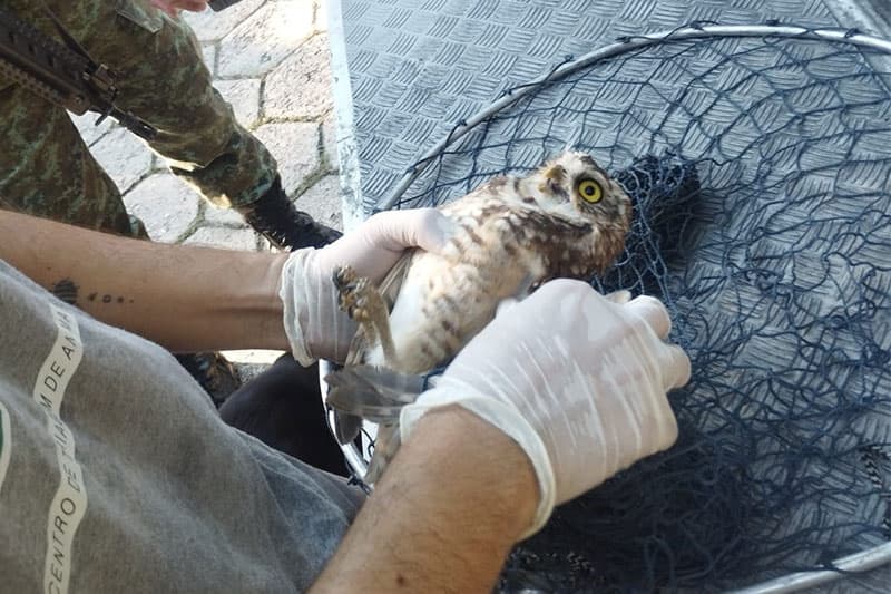 PM resgata coruja-buraqueira ferida, na zona Sul de Manaus