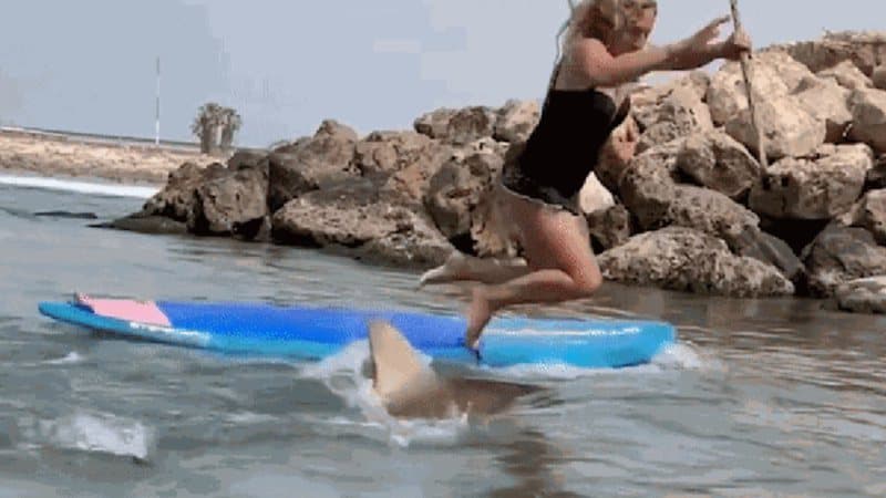 VÍDEO: Tubarão derruba praticante de stand-up paddle, que cai sobre o animal
