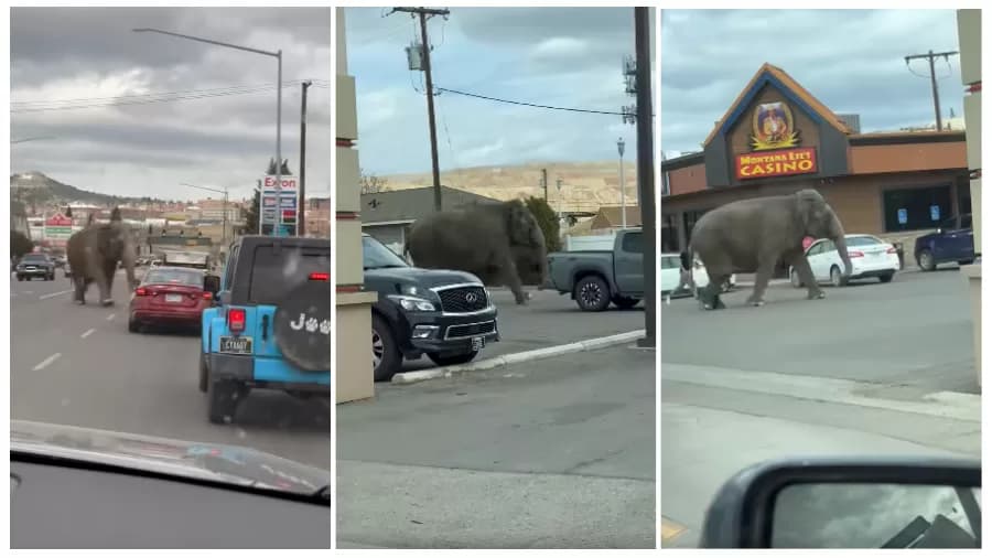 VÍDEO: Elefanta é flagrada andando pelas ruas após escapar de circo nos Estados Unidos