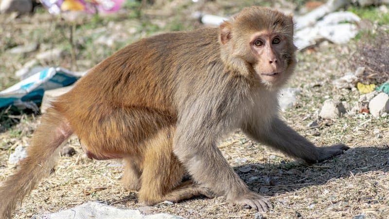 Homem é mordido por macaco e contrai doença rara em Hong Kong