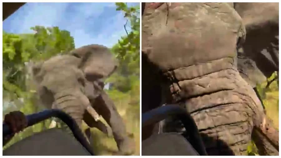 VÍDEO: Elefante persegue jipe, deixa uma turista morta e fere outros cinco em safári na África