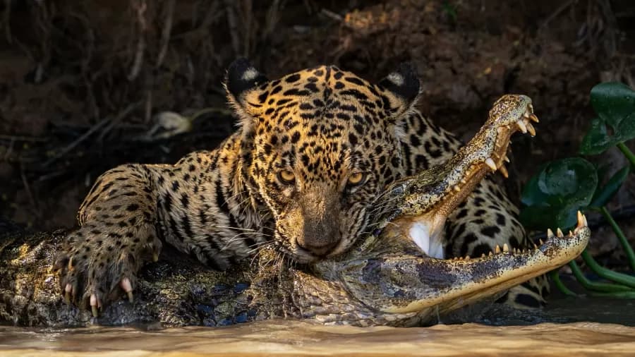 Foto no Pantanal é destaque em concurso de fotografia mundial de 2024