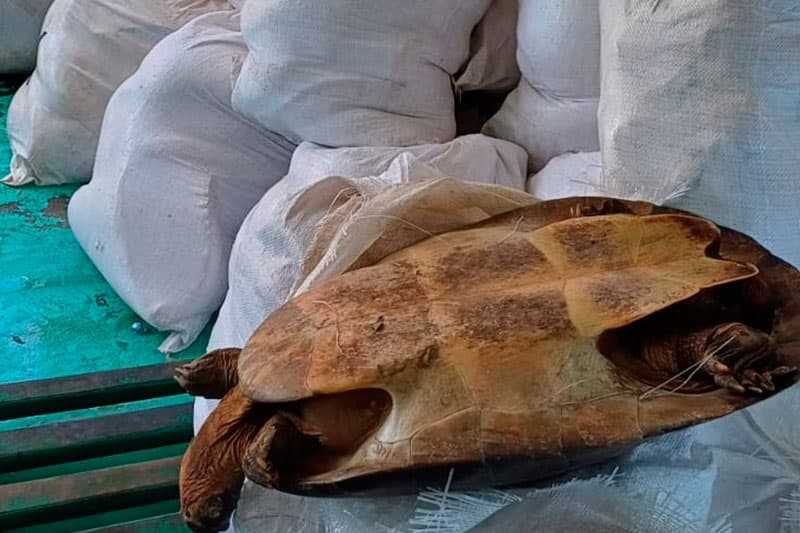 Dois homens são presos com pescado ilegal em porto de Manaus