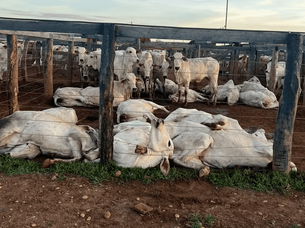 Queda de cabo de alta tensão mata 80 bois em curral no TO; prejuízo é de R$ 200 mil