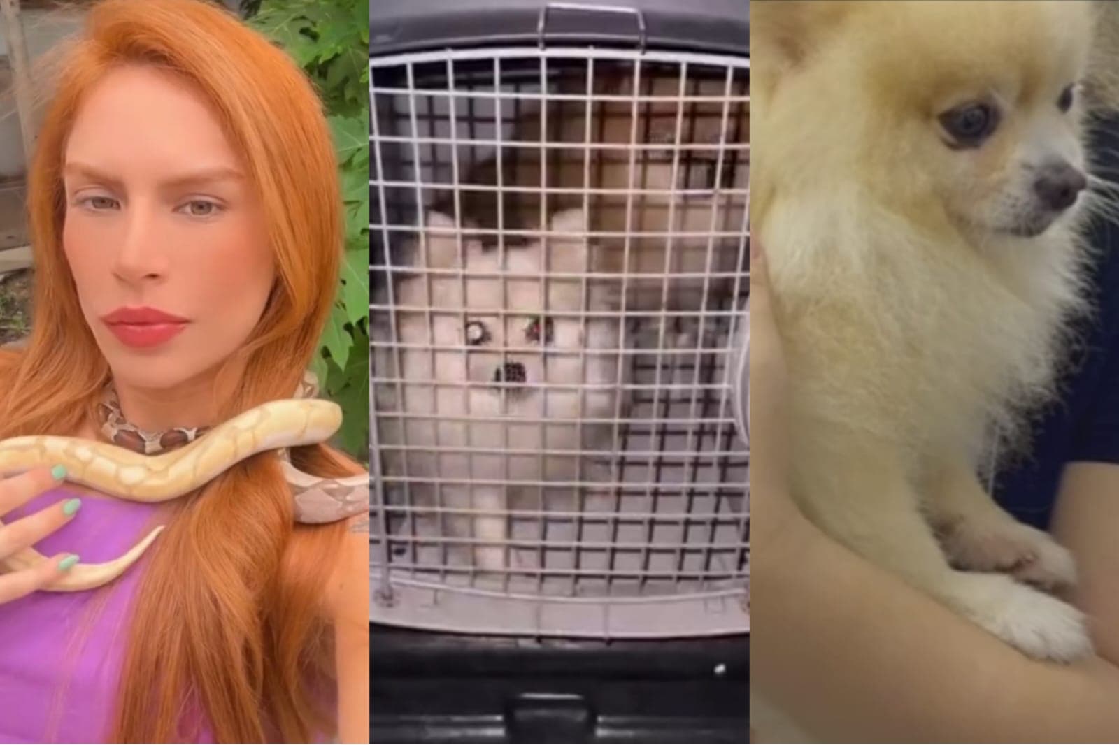 Caso Djidja: animais são resgatados após serem supostamente utilizados em rituais de ‘seita religiosa’