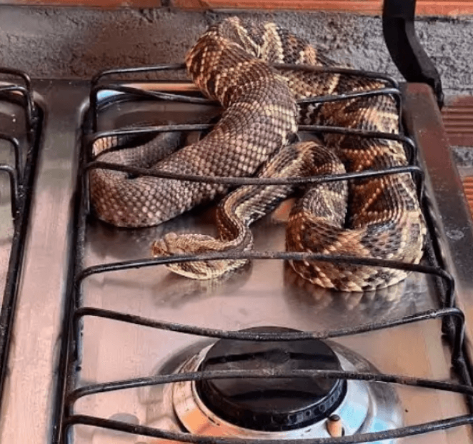 Em Goiás, cobra é encontrada em cima de fogão de casa