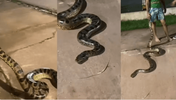 Sucuri de 3 metros assusta moradores em Porto Velho