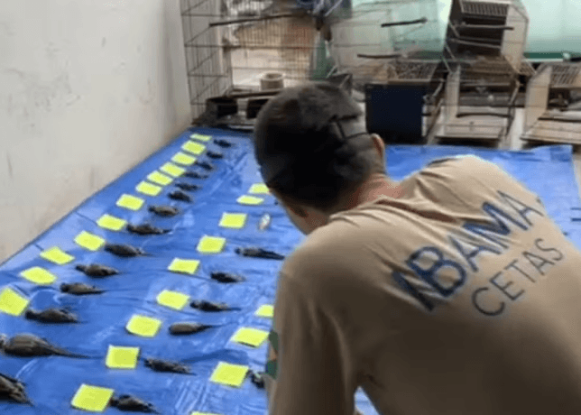 Funcionários de pet shop salvaram eletrônicos e deixaram animais para morrer em enchente no RS