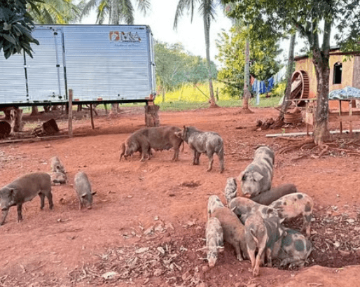 Caseiro é encontrado morto e com corpo devorado por porcos em fazenda de Goiás