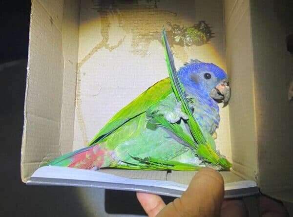 Papagaio é resgatado após ter asa machucada em Manaus