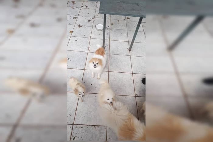 Polícia do DF descobre que veterinária mantinha gato sem cabeça e carcaça de coelho em casa